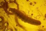 Fossil Butterfly Larva and Flies in Baltic Amber #145386-2